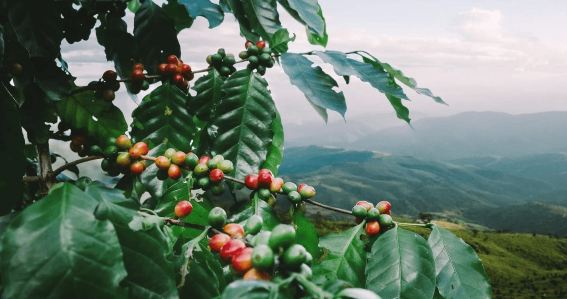 Coffee cherries on the branch overlooking Boquete highlands